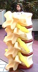 Four-foot spine with talking head